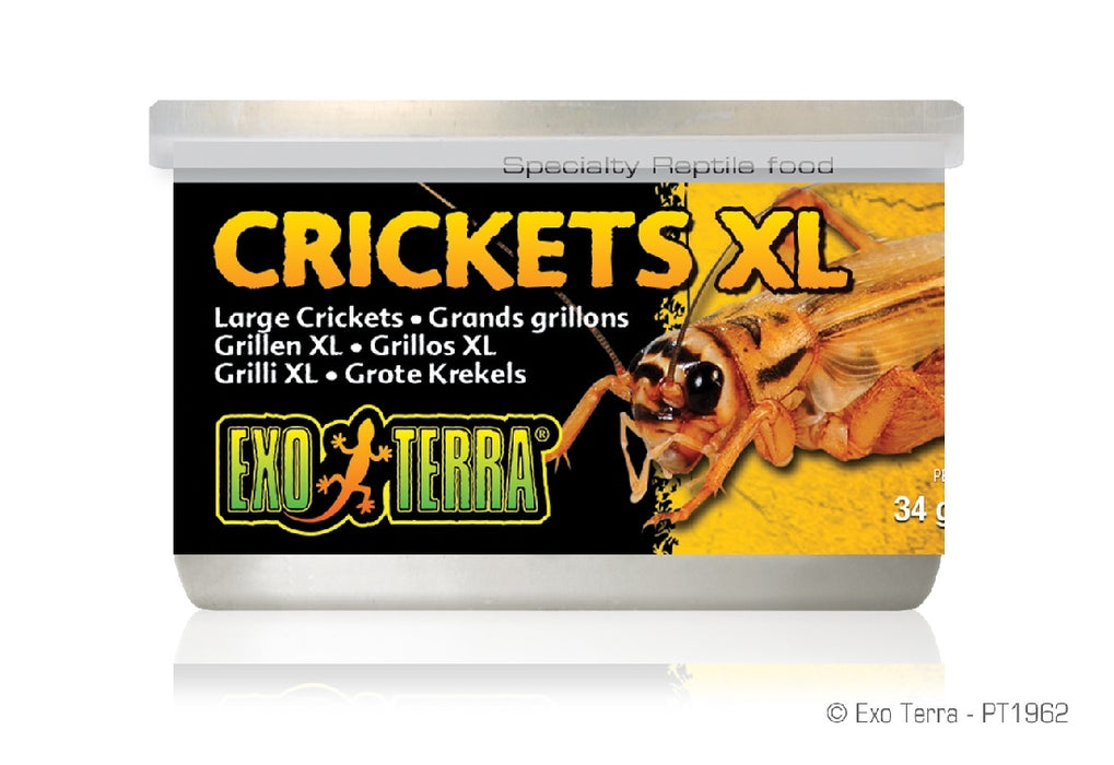 Exo Crickets Large 34gm
