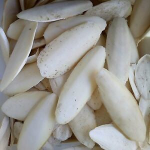 Cuttlebone
